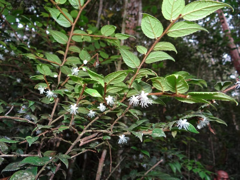 Symplocos, SAN.153214--Malaysia, Sabah. Mt. Kinabalu. 5 Apr 2012. DSC06767 (240).JPG