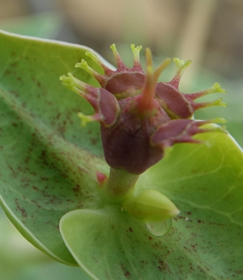 Euphorbia monteiroi, Nanyeni 1187--Namibia. Dry waterfal. 20 Mar 2018. DSC01925 (51).JPG