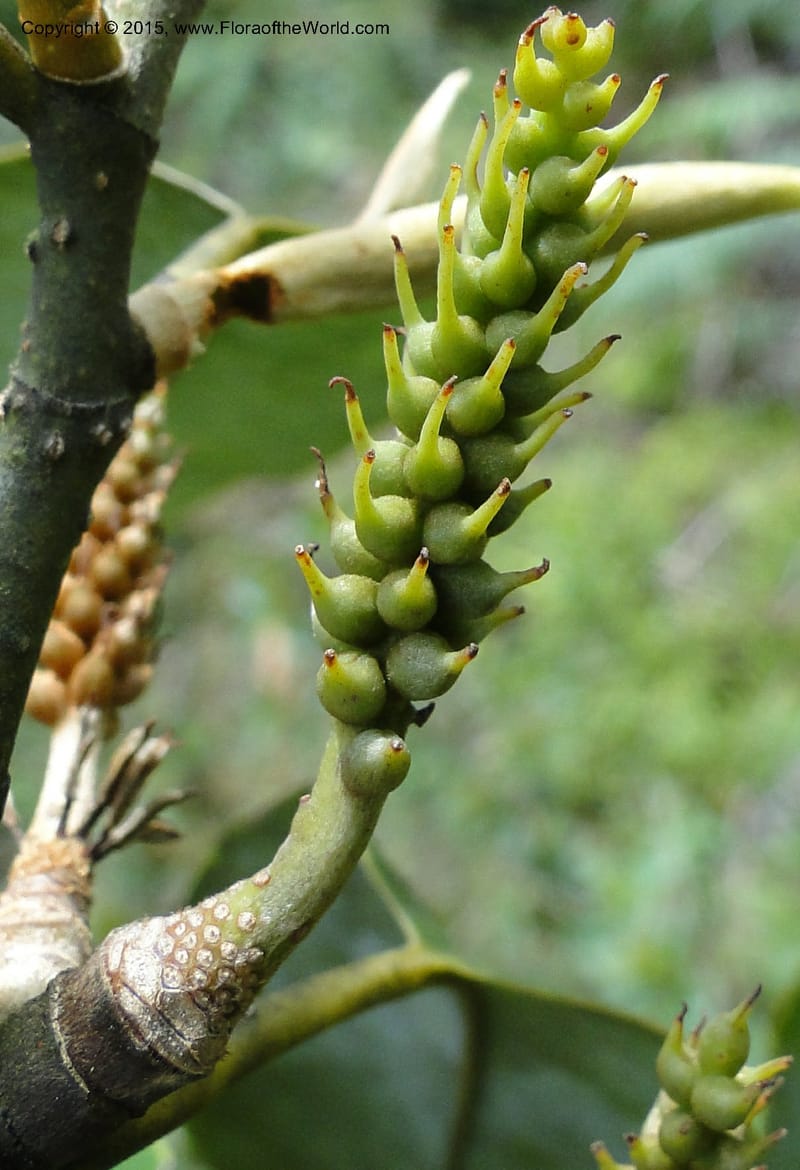 Michelia, Regalado 1803--Viet Nam. Trail to Siu Chai Commune. 5 May 2011. 211 (10).jpg