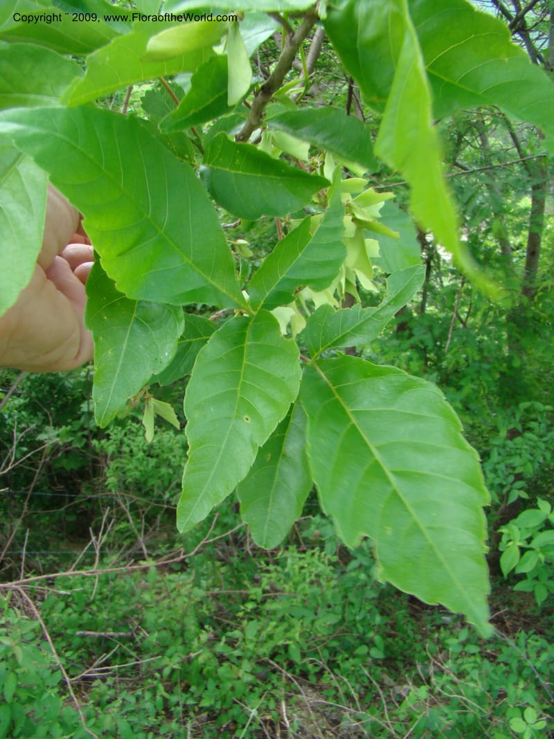 Thouinidium, WDStevens27328--Nicaragua. N.Segov. N of Ocotal, rd to Las Manos. 18 Jun 08. 015.jpg