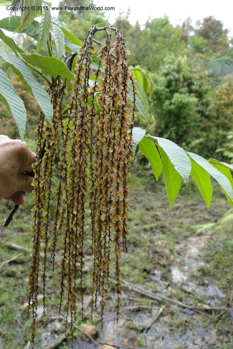 Rhoiptelea chiliantha, Regalado 1809--Viet Nam. Trail to Siu Chai Commune. 5 May 2011. 306 (6).jpg