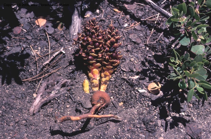 Boschniakia strobilacea, Thorne13001sl--CA. S. Bern. Co. S. Bernardino Mts. San Gorgonio Wildern. 21 Jul 77. 005.jpg