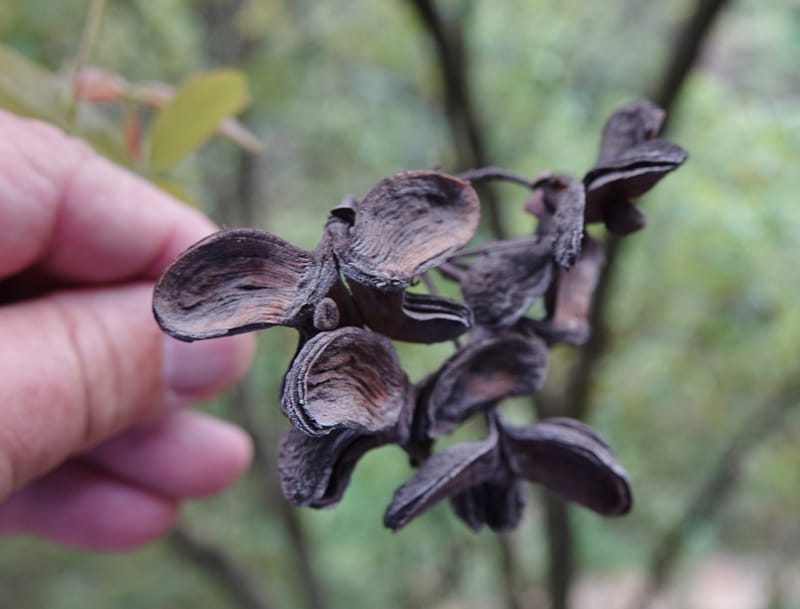 Delavaya toxocarpa, D. Boufford 44087--China. Yunnan. Xinshao Village. 28 Apr 2018. DSC00001 (1).JPG