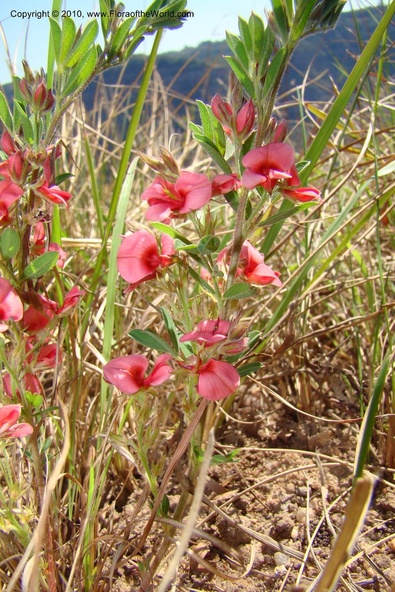 Indigofera setosa, D. Styles xx--South Africa. KwaZulu-Natal. Kloof Gorge, Durban. 29 Aug 09. 070 (8).jpg