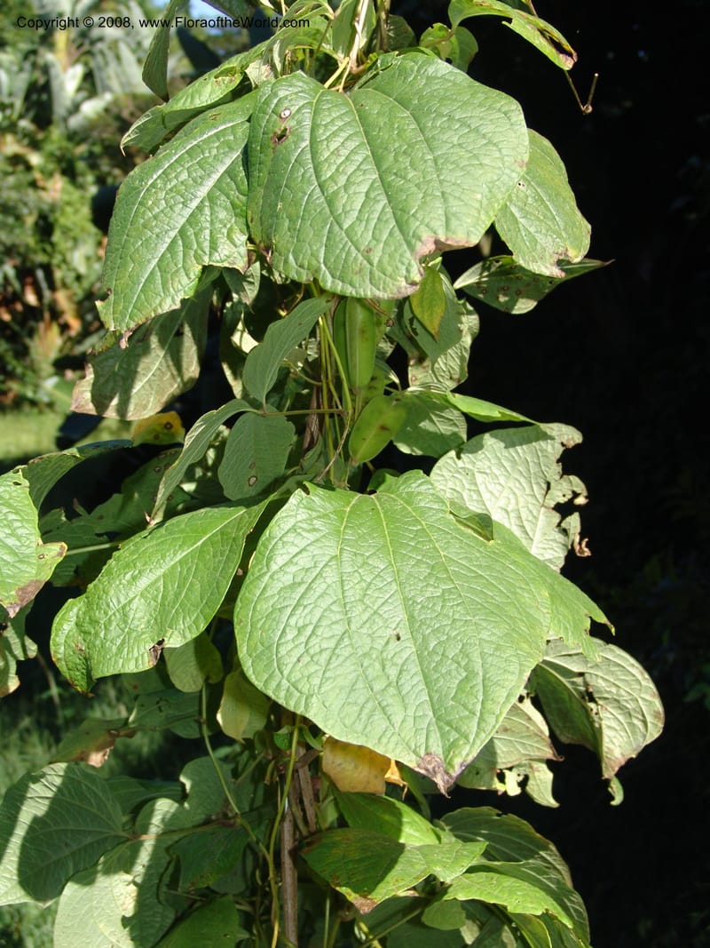 Dioscorea--So.Africa. KZN. Scottburgh, S of Durban. 12 Mch 05. 021.jpg