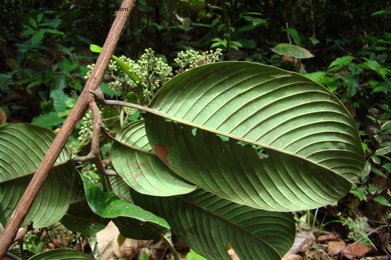 Tetracera, Vasquez 34802--Peru. Loreto. Dist. Nauta. Miraflores, Rio Tigre. 10 Nov 08. 546 (23).jpg