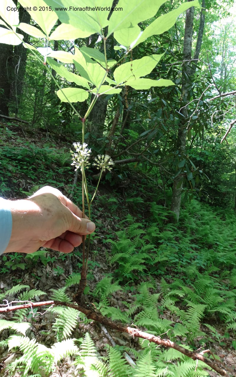 Aralia nudicaulis, Davidson, C 12999--North Carolina. Macon Co. Horse Cove Rd. 14 May 2015. DSC05455 (27).JPG