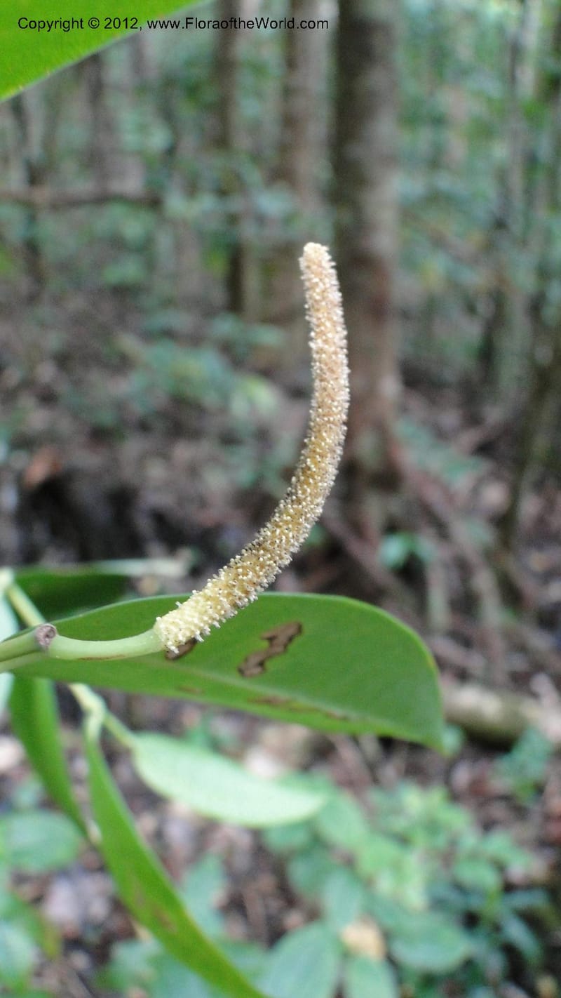 Piper pyrifolium, A. Ramahefaharivelo 163--Madagascar. Ambolotara. Ambodini, Vatovavy. 3 May 2010 112 (11).jpg