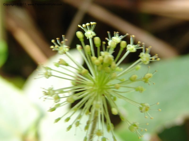 Hydrocotyle acutifolia, RVasquez 31477--Peru. Prov. Oxa. Parq. Nac. Yanachaga Chemillen. 12 Oct 06. 448 (8).jpg