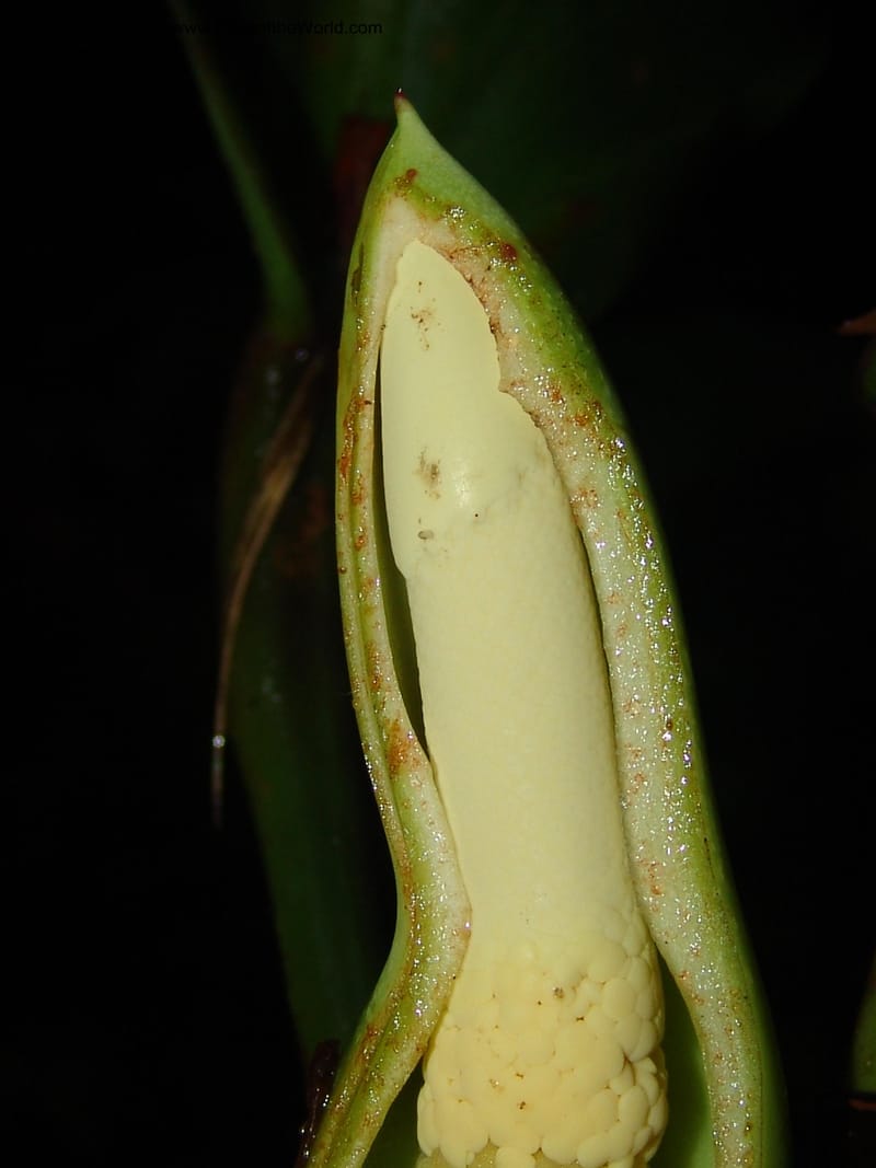 Philodendron, RVasquez31562--Peru. Prov. Oxa. Estac. Paujil. Send. El Mirador. 16 Oct 06. 508.jpg