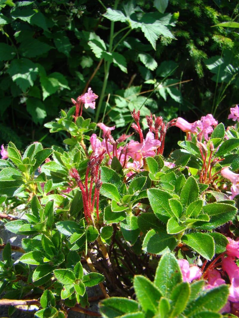 Rhododendron hirsutum, CDavidson11243--Slovenia. Gorenska Reg. Velika Planina. 6 Jul 08. 015.jpg