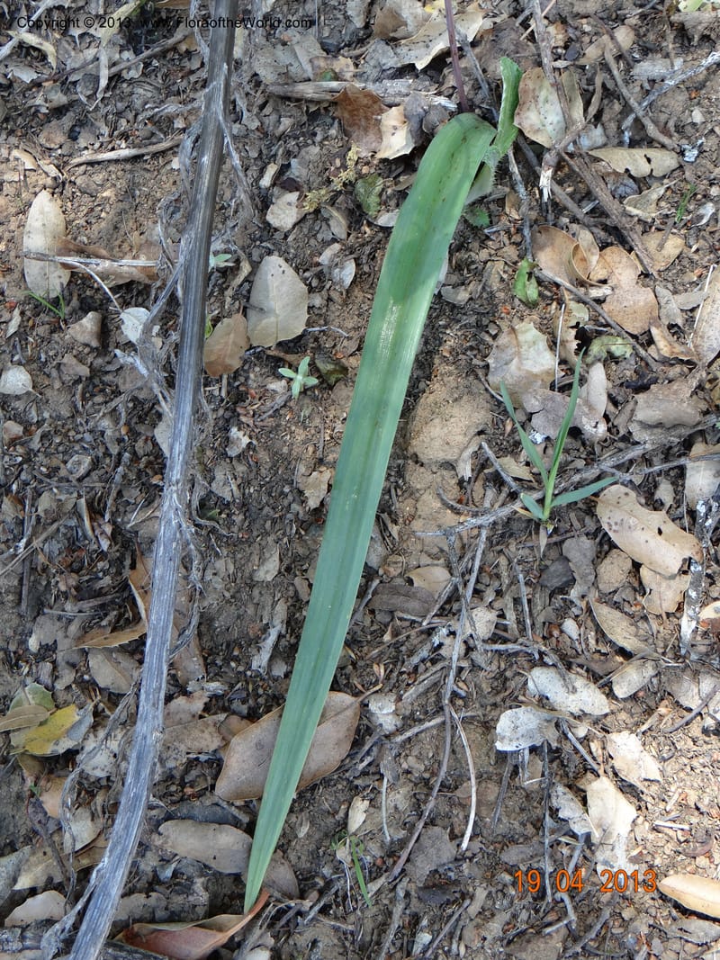 Calochortus albus, Davidson, C 12137--USA, California, Nevada Co. 19 Apr 2013  0161 (7).JPG