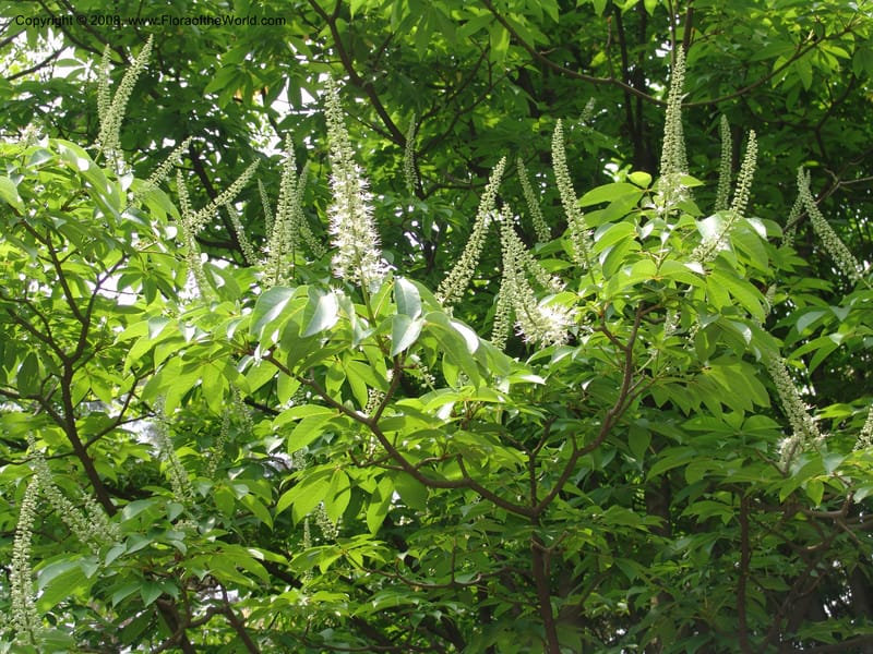 Aesculus wilsonii, 041380105--China. Hubei. Wuhan Botanical Garden. 24 Apr 07. 304.jpg