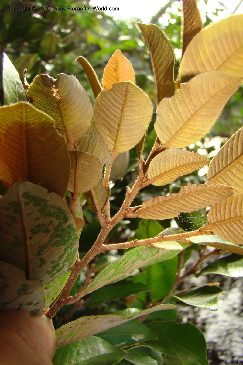 Parinari, RVasquez34859--Peru. Loreto. Dist. Nauta. Qbda Nawapa, Rio Tigre. 11 Nov 08. 827.jpg