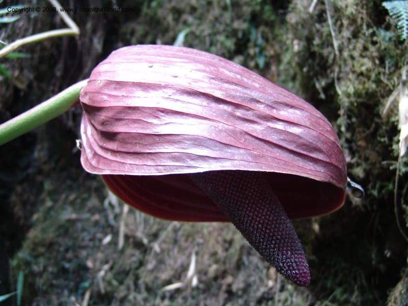 Anthurium gualeanum, Croat93239--Ecuador. Prov. Pichincha. Old hwy Quito to Sto. Domingo.   12 Aug 04.  100.jpg