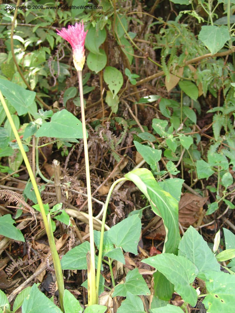 Calathea, AAraujoM2297--Bolivia.  Apolobamba Nat. Pk. Ilipana. 19 Sep 06. 095.jpg