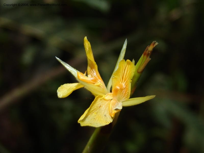 Ischnosiphon inflatus, Croat95104--Ecuador. Prov. Esmeraldas. Alto Tambo. 21 Feb 05. 015.jpg