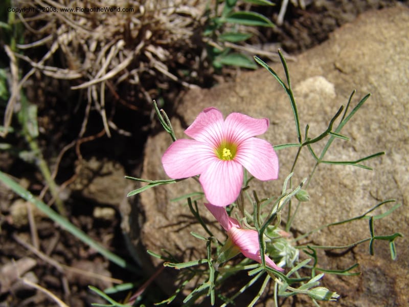 Oxalis bifurca--So.Africa. E. Cape. Moonstone Farm, Quanti Area, Stut. 8 Mch 05. 011.jpg