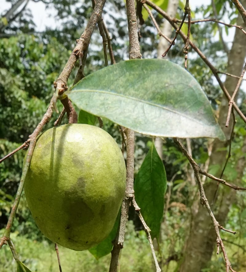 Irvingia gabonensis, C. Davidson 13929--Gabon. Missome Village. 31 Oct 2018. DSC00817 (140).JPG