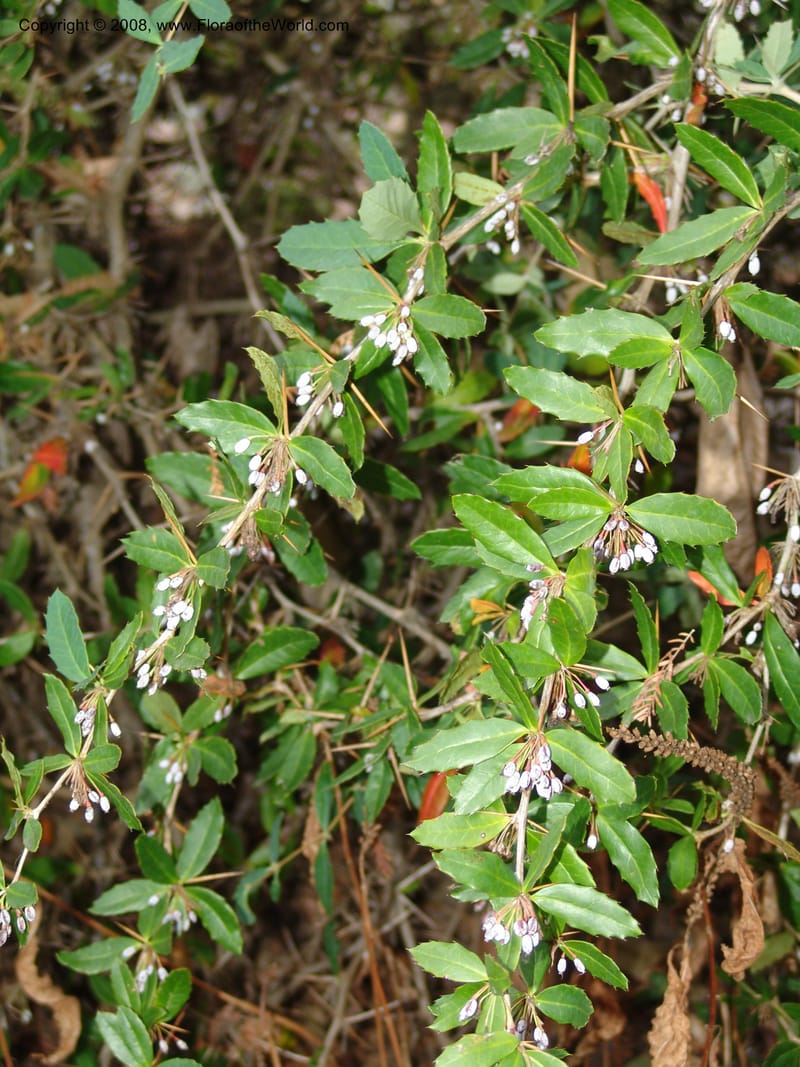 Berberis sargentiana, 80.1017--CA. UC Berkeley Bot. Garden. 8 Dec 06. 160.jpg