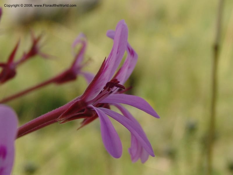 Pelargonium--So.Africa. E. Cape. Moonstone Farm, Quanti Area, Stut. 8 Mch 05. 073.jpg