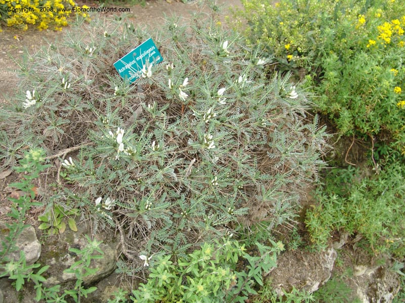 Astragalus massiliensis--France. Paris. Jardin des Plantes. 28 Apr 05. 168.jpg