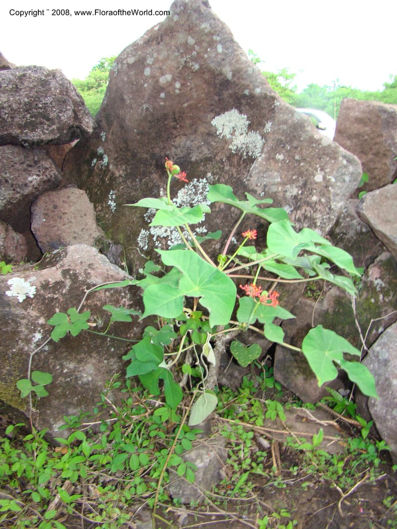 Jatropha podagrica, not coll.--Nicaragua. Esteli. Rd to Miraflores, N of Esteli. 17 Jun 08. 050.jpg