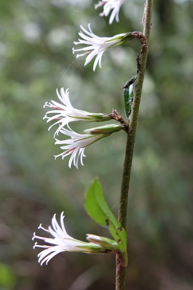 Ainsliaea latifolia, Tseng Yu-Hsin 1331--Taiwan. Taroko Nat. Park. Mt. Bilu Trail. 21 May 2016.  (153).JPG