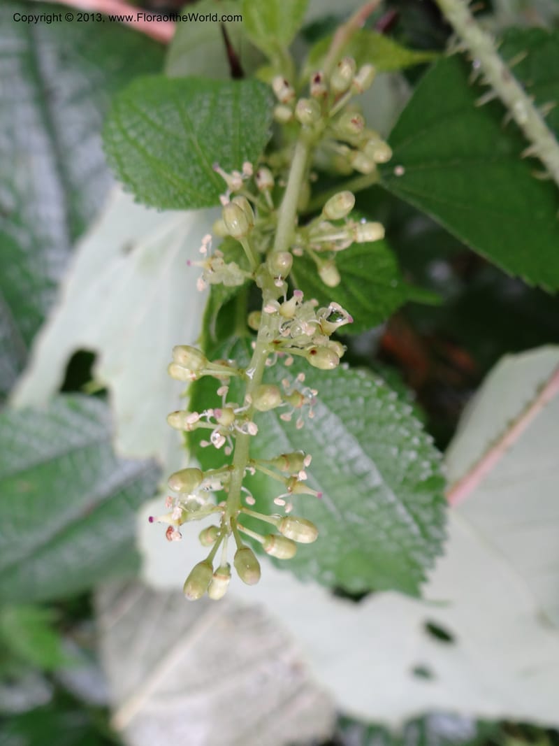 Vitis davidii, Davidson, C 12012--China. Anhui Prov. Huang Shan. 6 Jun 2012. DSC01928 (50).JPG