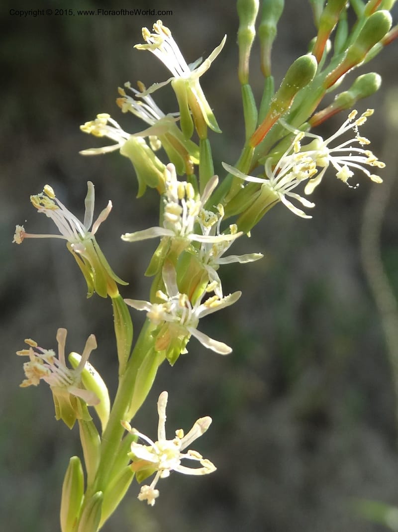 Gaura parviflora, Davidson, C 12604--ID. Idaho Co. North of Riggins. 16 Jul 2014. DSC00589 (3).JPG