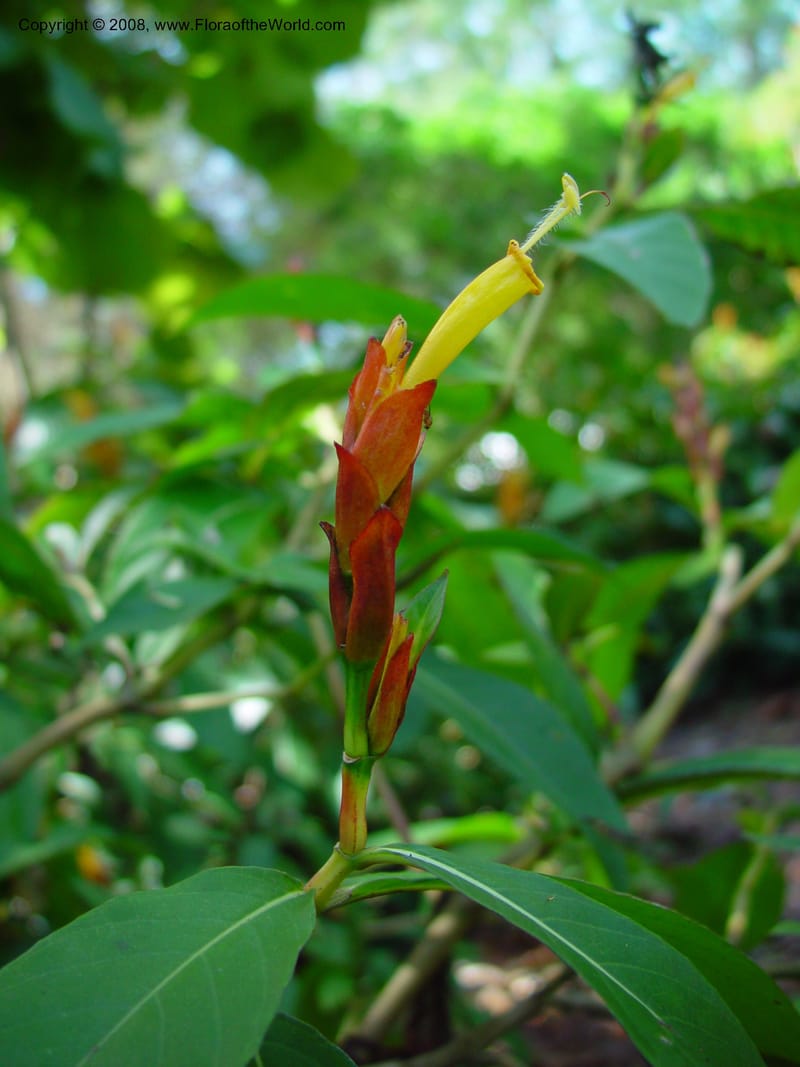 Sanchezia speciosa--FL. Fairchild Tropical Gard. 6 Apr 03. 118.jpg