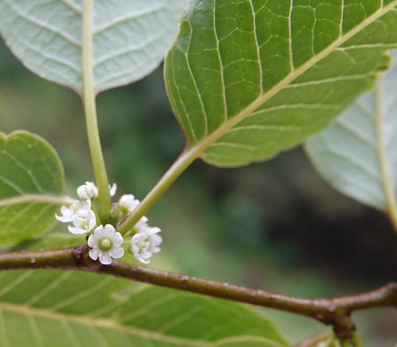 Ilex polyneura, D. Boufford 44125--China. Yunnan. Da Wei Shan. 2 May 2018. DSC01093 (316).JPG