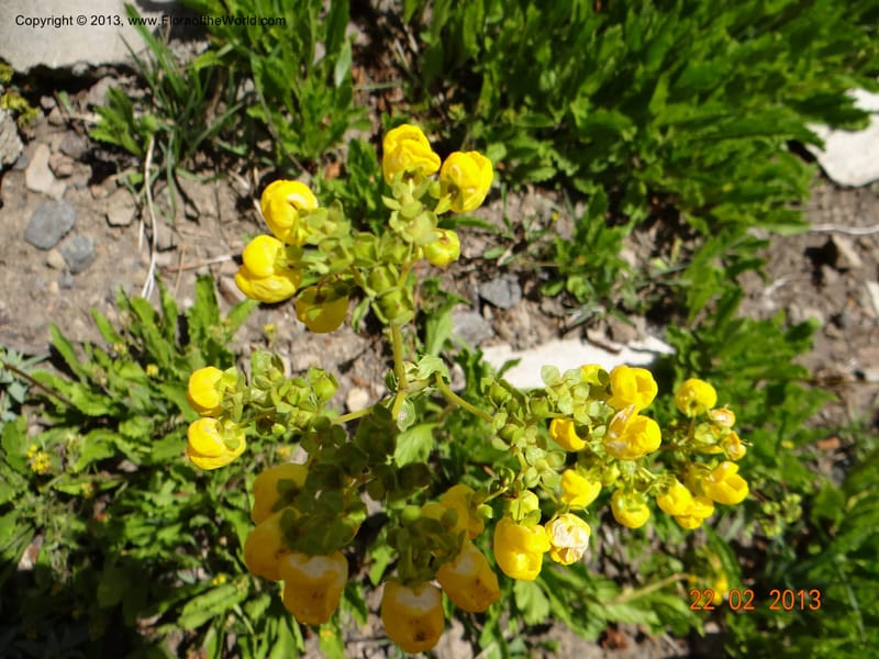 Calceolaria biflora, W. D. Stevens 34183--Chile, La Laguna Maule, 22 Feb 2013 9564 (3).JPG