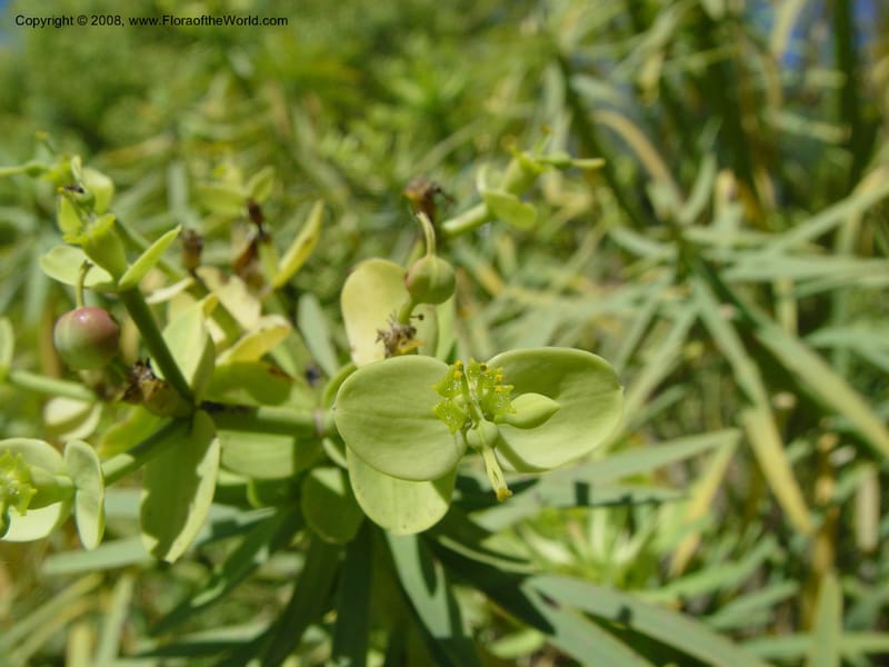 Euphorbia regis-jubae, 1999.01440--Spain. Barcelona Botanic Garden. 19 Apr 04. 184.jpg