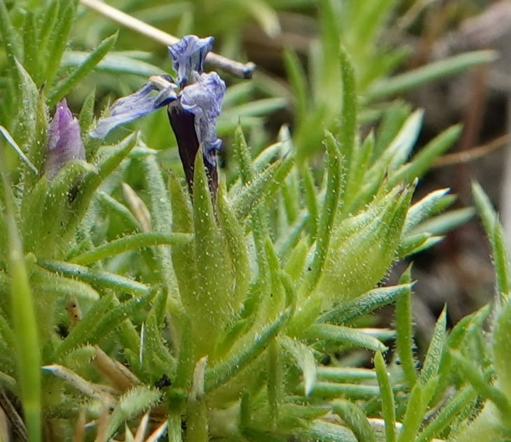Phlox condensata, C. Davidson 13762--Oregon. Wallowa Co. Zumwalt.Trail Cr. Rd. 4 Jun 2018. DSC04078 (508).JPG