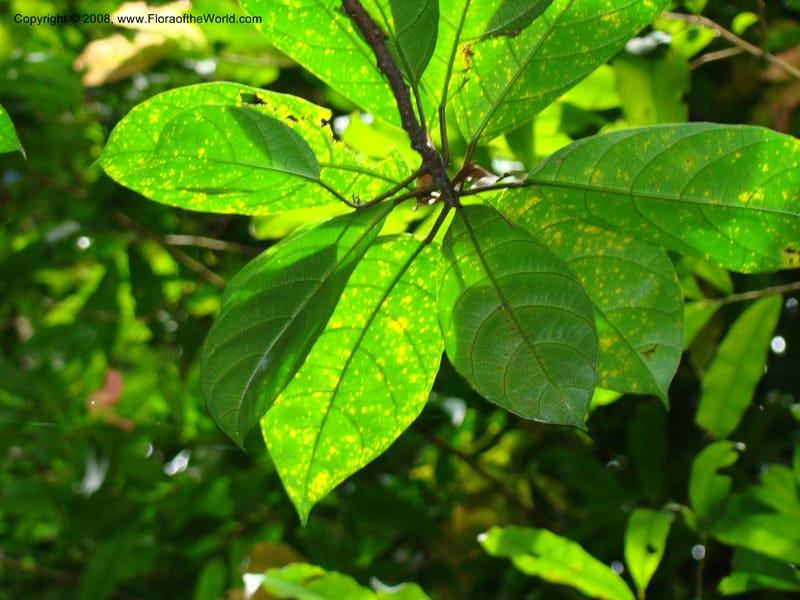 Ficus--Singapore. Bukit Timah Reserve. 8 Mch 08. 044.jpg