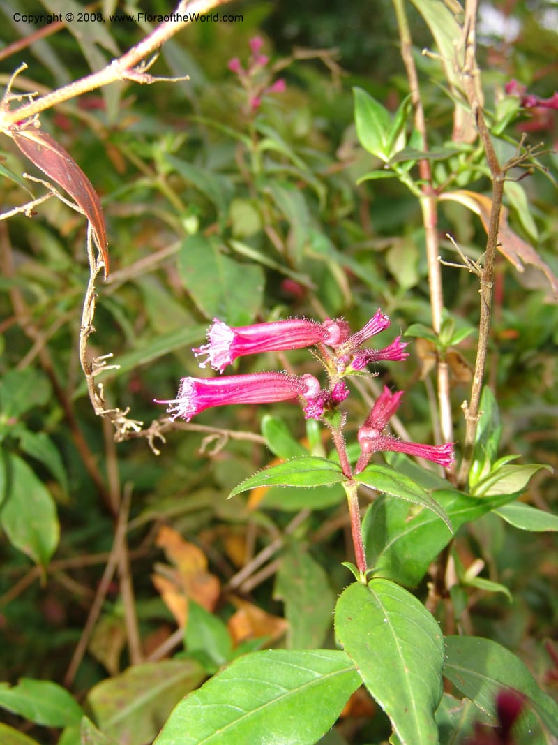 Cuphea subuligera--CA. San Francisco Botanical Garden (Strybing Arb.). 30 Mch 06. 296.jpg