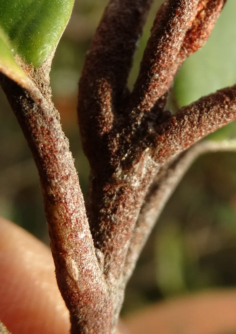 Myrtopsis, Lowry, P 7378--New Caledonia. Mont Dzumac. 12 Nov 2015. DSC01563 (625).JPG