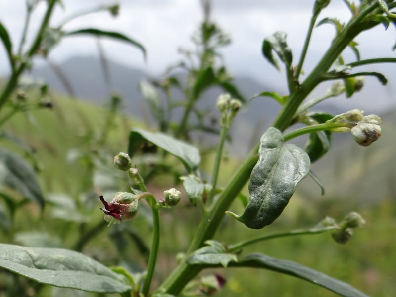 Scrophularia--Kurdistan. Hawraman. Stop 5. 22 May 2013. DSC04493 (37).JPG