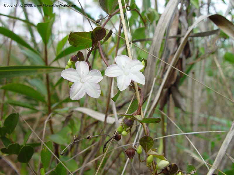 Jacquemontia curtissii--FL. Miami-Dade Co. Everglades Nat. Pk. Long Pine Key Trail. 15 Jan 03. 032.jpg