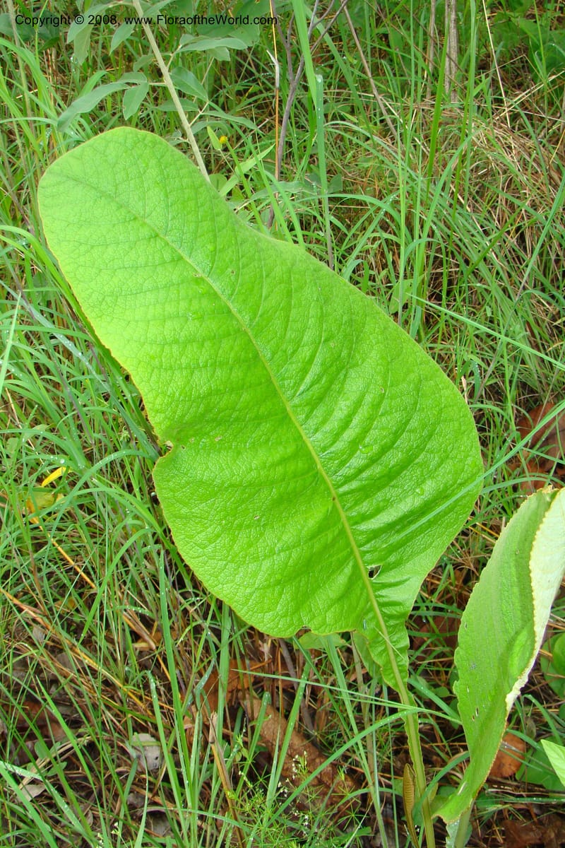 Elephantopus scaber ssp. plurisetus, RGereau6993--Tanz. Mbeya, Pungaluma Hills. 23 Jan 08. 131.jpg
