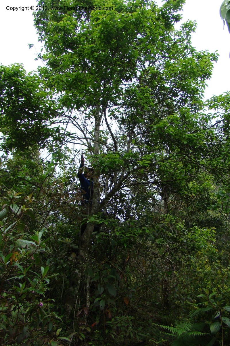 Altingia siamensis, Regalado 1662--Viet Nam. Hoang Lien Son. 7 Apr 09. 129 (24).jpg