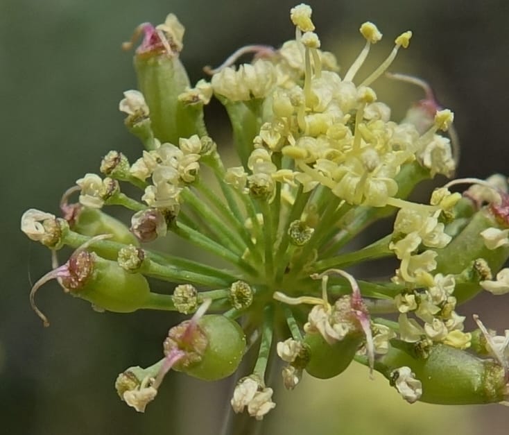 Lomatium nudicaule, C. Davidson 13561--ID. Blaine Co. Rock Creek Preserve. TNC. 14 May 2017. DSC00477 (69).JPG