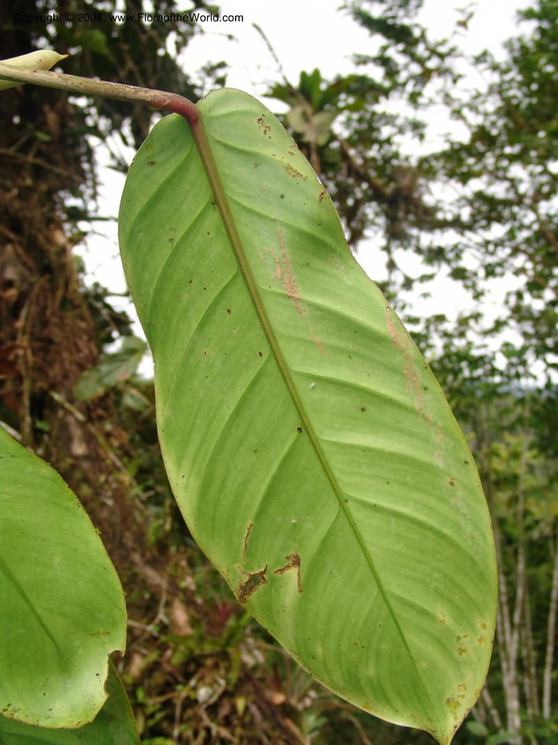 Philodendron clarkei, Croat95272--Ecuador. Prov. Pichincha. Tinalandia. 24 Feb 05. 231.jpg