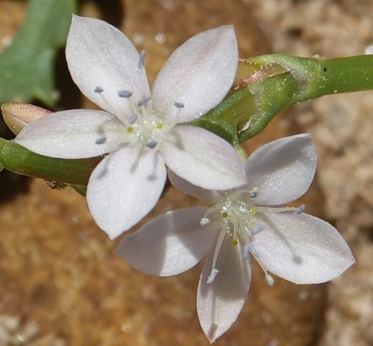 Oxygonum alatum, L. Nanyeni 1143--Namibia. B1 to Rehoboth, Frankie Fredricks St. 15 Mar 2018. DSC00565 (111).JPG
