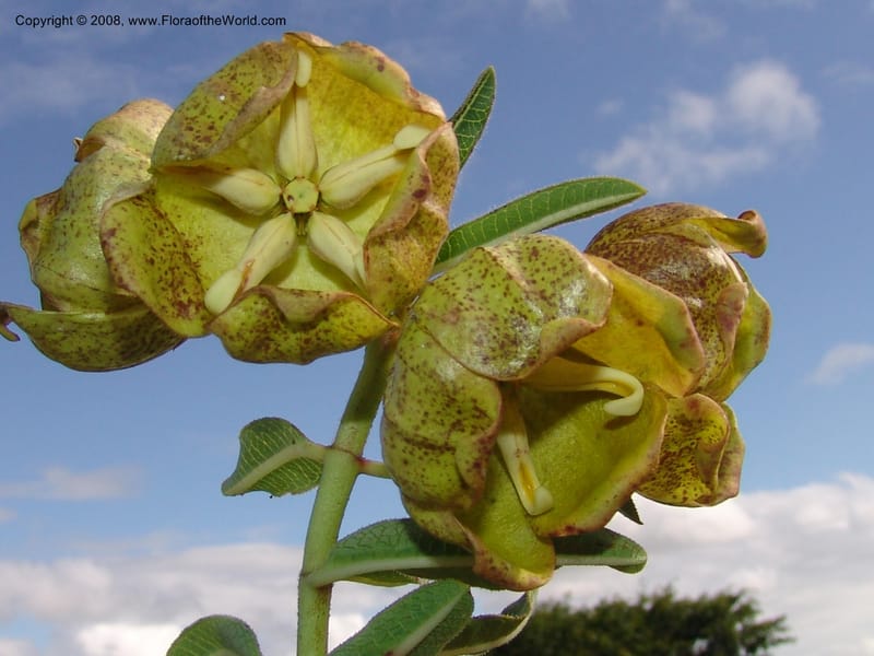 Pachycarpus grandiflorus--So.Africa. E. Cape. Umtamvuna Nat. Res. 11 Mch 05. 354.jpg