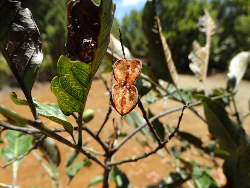 Lepidocupania lepidota, Callmander, M 1239--New Caledonia. Mont Dzumac. 12 Nov 2015. DSC01563 (342).JPG