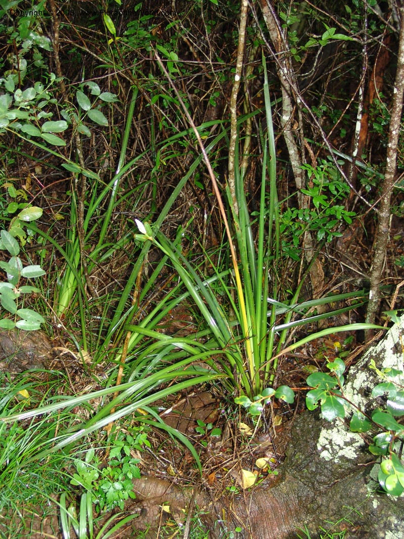 Dietes grandiflora--So.Africa. E. Cape. Umtiza Nature Res.. 7 Mch 05. 056.jpg