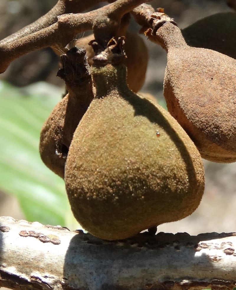 Cupaniopsis, Callmander, M 1227--New Caledonia. Tina. 10 Nov 2015. DSC00610 (21).JPG