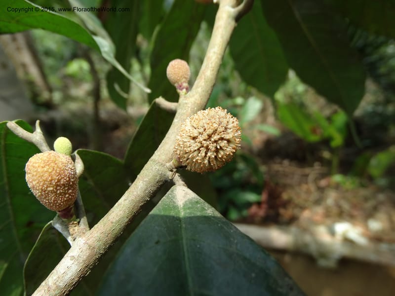Treculia obovoidea, Davidson, C 12341--Cameroon. Mokoko For. Res. 20 Mar 2014. DSC02622 (241).JPG